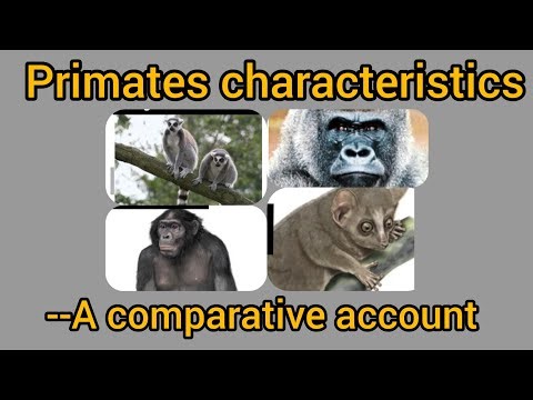 Primates characteristics, Part-1(A comparative account)‪@AnthropologyInsightsforUPSCNET‬