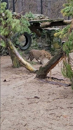 Cheetahs' unique face marks aren't just for show.