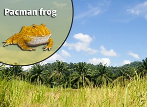 Pac Man Frog (Ceratophrys species) Bioactive Vivarium Kit