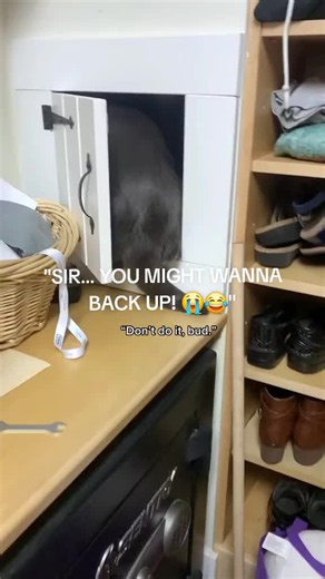He just wanted to take a little peek… gravity had OTHER plans! 😭😂🐈 #TheCatVerdict #FunnyCats #CatFails #UnexpectedChaos #CatTok GUILTY OR INNOCENT? 👀⚖️ YOU BE THE JUDGE!
