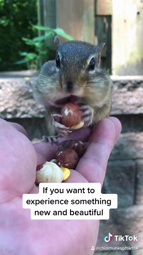 Boris the chipmunk has a message#fyp #dogs #cats #animals ##animallover #dog