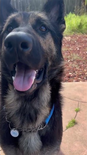 accelerate your intuitive abilities #intuition shaman source codes blessings