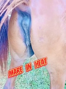 Observing a Mare in Heat