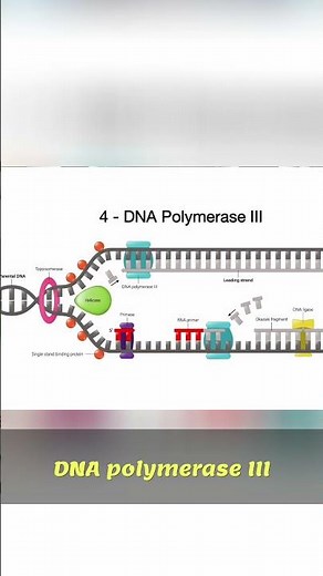 DNA Replication: DNA Polymerase III's Role Explained