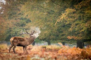 WATCH: Dog kills deer in Richmond Park as police give warning