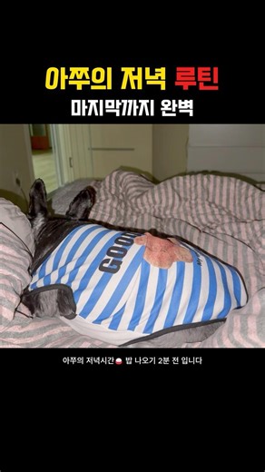 아쭈의 저녁 루틴🐶 마지막까지 완벽함ㅋㅋ #강아지 #반려견 #애견영상 #미니어처슈나우저 #반려동물 #giantschnauzer #cute #슈나우저