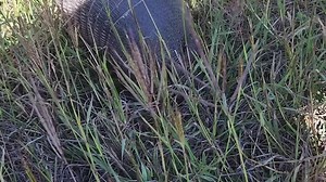 42K views · 2K reactions | An armadillo foraging for food in the grass. That’s it. No more words needed! Video of armadillo eating in the grass with the sound of it chewing and ripping up grass. S.Martinez/USFWS | U.S. Fish and Wildlife Service | Facebook