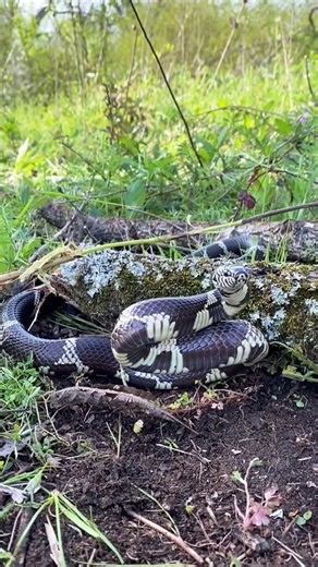 Aggressive Eastern Kingsnake Strikes #snakevideo #naturelovers #wildlifeentertainment #kingsnake