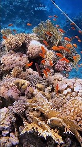 SEA GOLDIE | TANKED IND | @tanked_ind