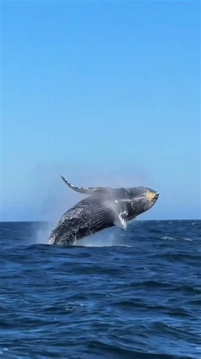 What Happens When a Shark Meets an Orca?