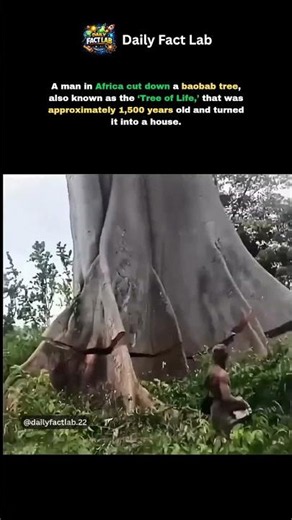 A 1,500-year-old 'Tree of Life' turned into a house?
