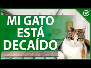 🐱 My Cat Is Lethargic, What's Wrong and How Can I Help? - Care Guide 😔🐱