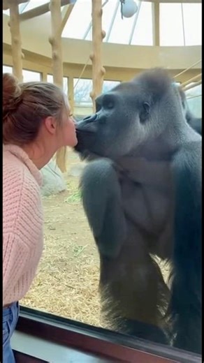 Girl Tries to Kiss a Gorilla at the Zoo 😳