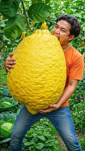 Wonderful fruits that bring relaxation 177 #satisfying #nature #fruit #vegetables #farming #foryou
