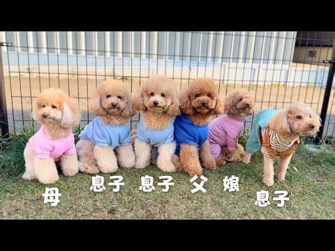 At our family get-together after a year, one of us had turned hard gay. [Multiple pets]