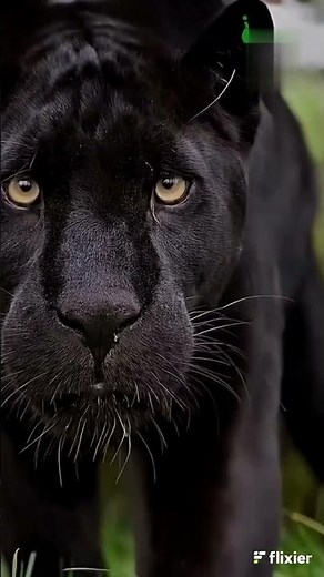 The black cheetah, also known as the melanistic cheetah, is a rare variation #hallian #animals