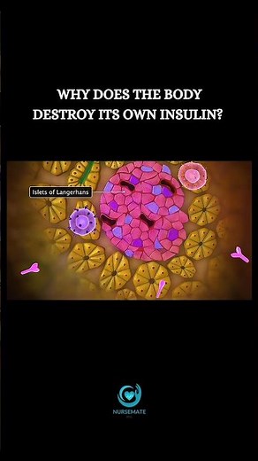 In Type 1 diabetes, the body attacks itself.