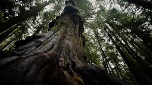 Champion Trees are magnificent to look at, but they're also hardworking heroes for the health of our planet. Brian Kelley is using his passion for photography to help share the beauty of these trees with people who may not otherwise get to see them. Help us protect our Champion Trees and your gift will be matched up to $10,000: http://ow.ly/KfkV50idzIG Video credit: The Creator Class | American Forests