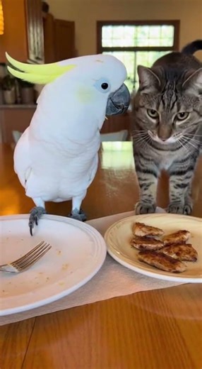 Cockatoo vs Cat at Dining Table 4K HD Funny Pet Video Prompt Barney