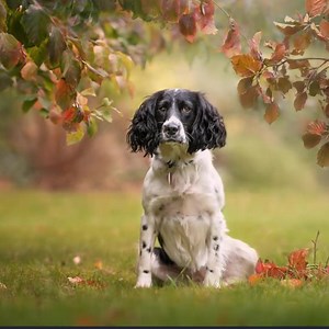 176 reactions · 15 shares | “The Fur Babies Photoshop actions are a...