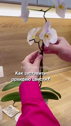 #орхидеяфаленлпсис #поливорхидеи #фаленопсисыцветут #красивыедомашниеорхидени #пересадкаорхидей #orchid #огороднаподоконнике #orchidlover #уходзаорхидеями #orquideaphalaenopsis #orquidarios #flores #orkide #orquideasbrasil #cuidadosplantas #orquideaslindasdecasa #orchids #orhidee® #orhidee #orquideasemapartamento