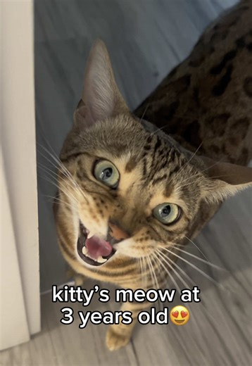 Cat Sounds: From Squeak to Squawk