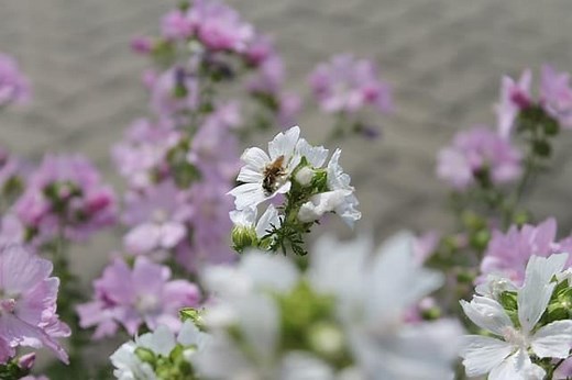 Malva Plant Guide for Gardeners