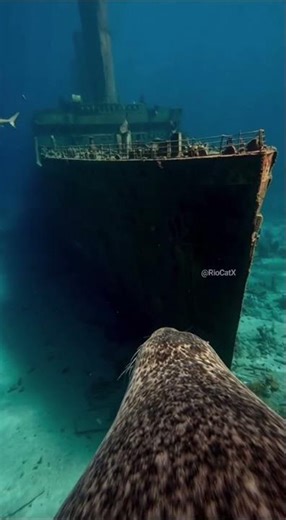 I Put a GoPro on a Seal to See What the Titanic Looks Like Inside #Titanic #AnimalPOV #GoPro