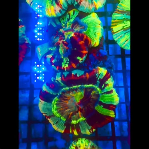 1K views | Feeding time with the best made in house recipe! Feeding is essential for the growth of your corals especially brain corals to ensure they grow fast and become fluffy  We made sure all corals sold by us are in great health and very fat in our care  | Coral Reef Builders Aquatic | Facebook