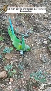 156K views · 44 reactions | Kind man saved and raised parrot with broken leg❤ | Queen of Peace Parish, Redemptorist - Diocese of Bacolod | Facebook