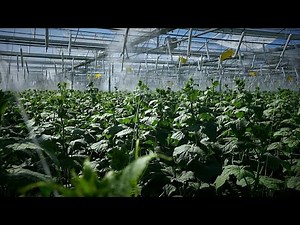 Future of food: the tech tool that precisely measures vitamins in fruit and veg