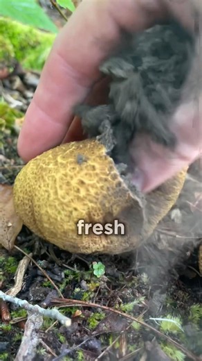 Why Foragers Tap Mushrooms Before Picking 🍄