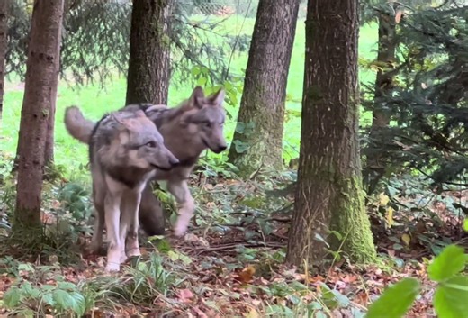 Two wolves running toward their goal 🐺 Stay with me so you don’t miss new videos 🔔 #wolves #wolfpack #wildlife #forest