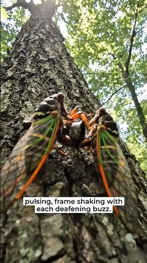 PERIODICAL CICADA (Magicicada septendecim) #shortvideo