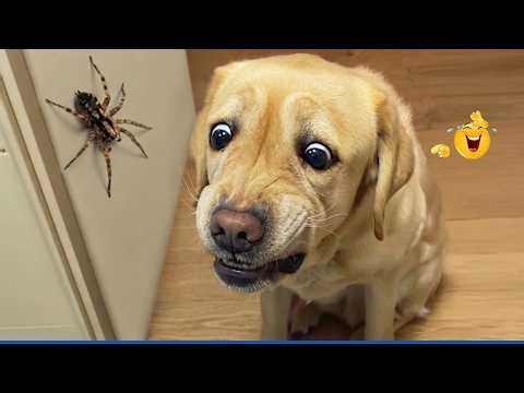 This Dog's Reaction Had Me Crying 😂 Funniest Dogs Ever!