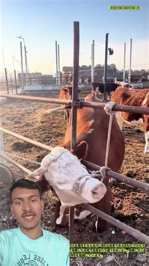 🔥 Calf Dehorning Process | Veterinary Dehorning | Livestock Safety #shortsfeed #shorts #trending