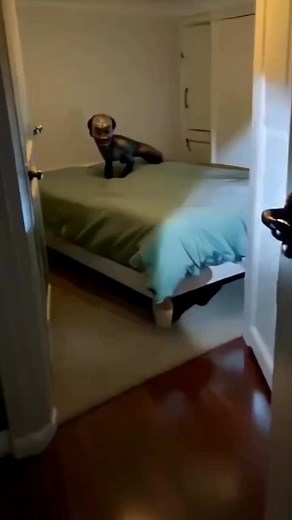 16 shares | Sudden Ghost  Comes On Screen #ghost #ghoststory #ghoststories #ghostbusters #ghosthunting #horror #followers #hilights | Amit Baba | Facebook