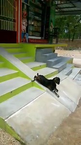 69K views · 3.8K reactions | That awkward moment when a Goat is living a better life than you! #Cuteness #GoatsOfIndia | Being Indian | Facebook