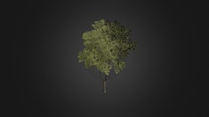 Austrian oak (Quercus cerris) - Buy Royalty Free 3D model by cgaxis