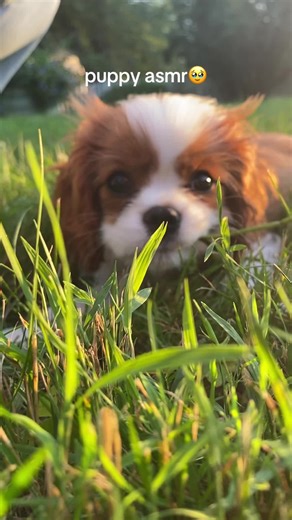 Puppy ASMR: Relax with Cute Puppy Sounds