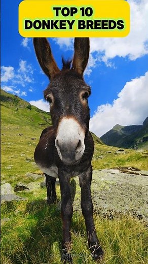 Top 10 Donkey Breeds You Need to Know! 🐴✨ #Donkey Breeds #Animal Facts