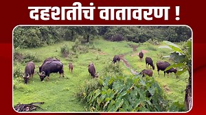 घराशेजारी गव्यांचा कळप | Gava Reda #Kokansadlive #NewsUpdate #BreakingNews #MarathiNews #KonkanNews #sindhudurgnews | Kokansad Live