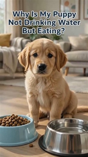 Why Is My Dog Not Drinking Water? Possible Reasons 🐶