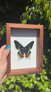 Real Taxidermy Madagascar Sunset Moth Frame - Etsy