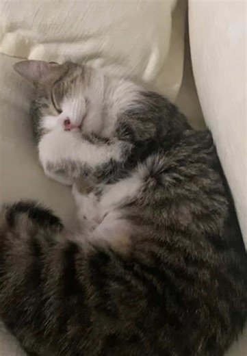 How Zoë the Cat Sleeps After a Long Day