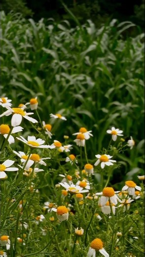 German Chamomile: Duniya Ka Famous Medicinal Flower! aur famous herbal tea chamomile tea.#chamomile