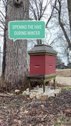 Replying to @orrewaii Opening hives during the cold months #foryou #fyp #beekeeper #bees #beekeeping #beetok #honey #nature #propolis #learnontiktok