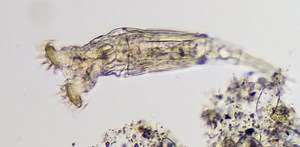 These sex-starved creatures scavenge new genes from other pondlife