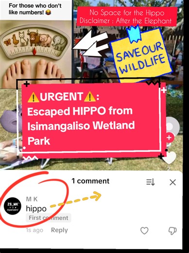 Hello 2026, Guys, News Break, A HIPPO has escaped from Isimangaliso Wetland Park, call Authorities, She's Sunburnt and could be aggressive due to her posture and weight distribution. Her handlers call her F@t @$$. #animals #wildlife #nature #viral #kzn @Your obsessed aviation girl ✈️ @zubeir_edries @athy67ngozi @christine_wanja @Yusuf Patel472 @itz.ur.boy.momo @𝐓𝐌𝐖💎 @FlyMango SA
