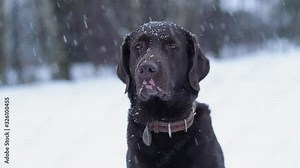 Sad labrador with vitiligo on a snowy day. The dog is waiting for the owner, slowly falling snow in slowmotion